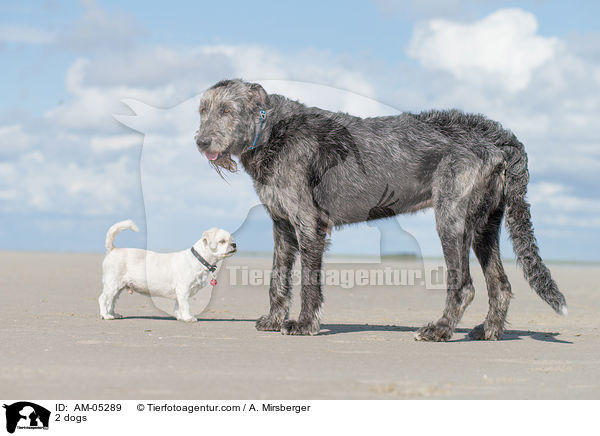 2 Hunde / 2 dogs / AM-05289