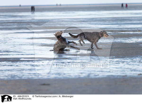 Irische Wolfshunde / Irish Wolfhounds / AM-05323