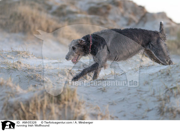 rennender Irischer Wolfshund / running Irish Wolfhound / AM-05326
