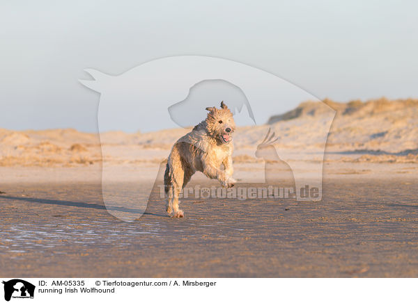 rennender Irischer Wolfshund / running Irish Wolfhound / AM-05335