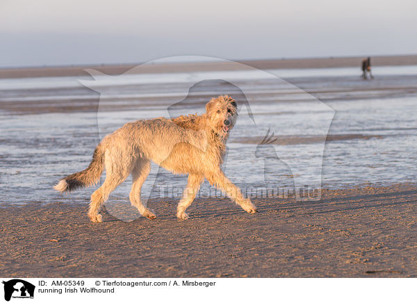 rennender Irischer Wolfshund / running Irish Wolfhound / AM-05349