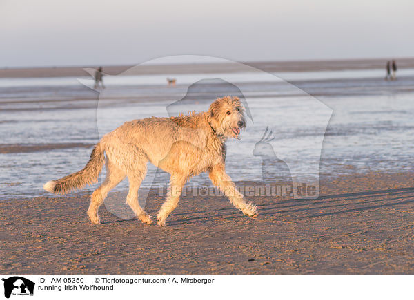 rennender Irischer Wolfshund / running Irish Wolfhound / AM-05350