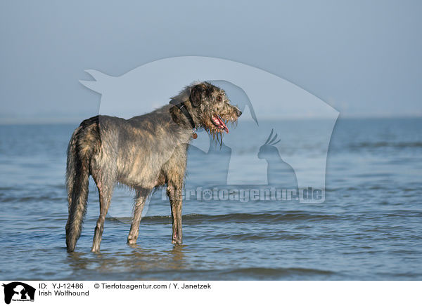 Irischer Wolfshund / Irish Wolfhound / YJ-12486