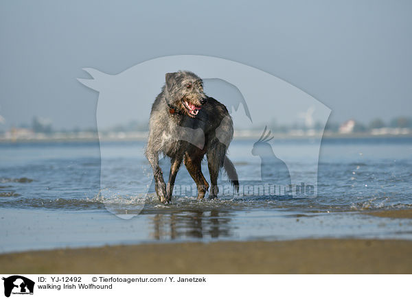 laufender Irischer Wolfshund / walking Irish Wolfhound / YJ-12492