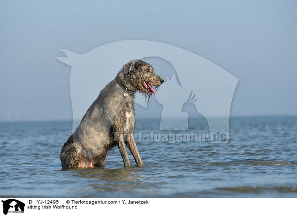 sitzender Irischer Wolfshund / sitting Irish Wolfhound / YJ-12495