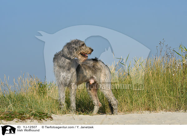 Irischer Wolfshund / Irish Wolfhound / YJ-12507