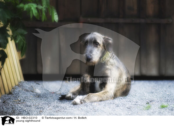 junger Irischer Wolfshund / young sighthound / HBO-02310