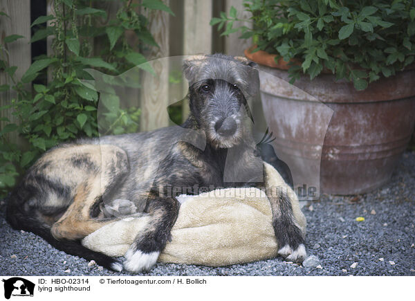 liegender Irischer Wolfshund / lying sighthound / HBO-02314