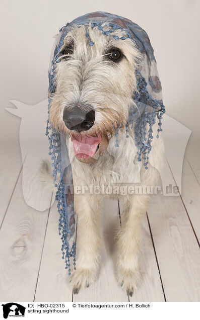 sitzender Irischer Wolfshund / sitting sighthound / HBO-02315