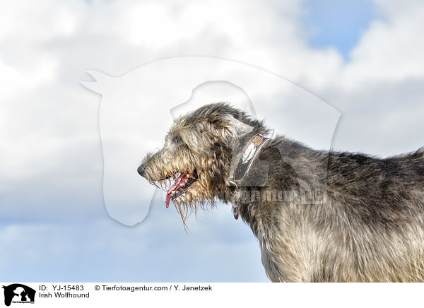 Irischer Wolfshund / Irish Wolfhound / YJ-15483
