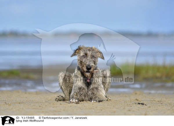 liegender Irischer Wolfshund / lying Irish Wolfhound / YJ-15485