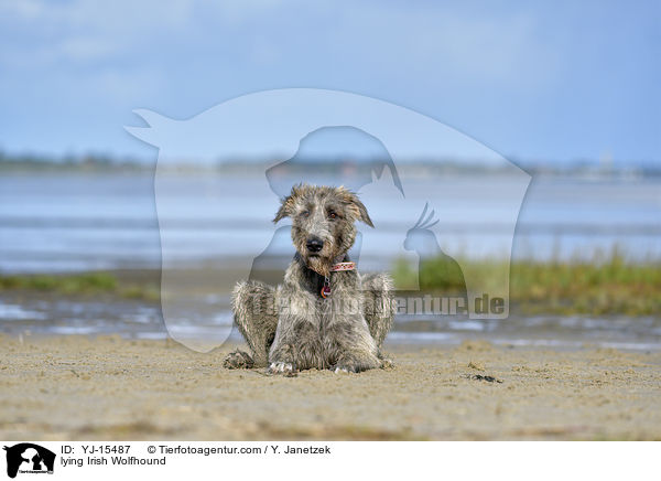 liegender Irischer Wolfshund / lying Irish Wolfhound / YJ-15487