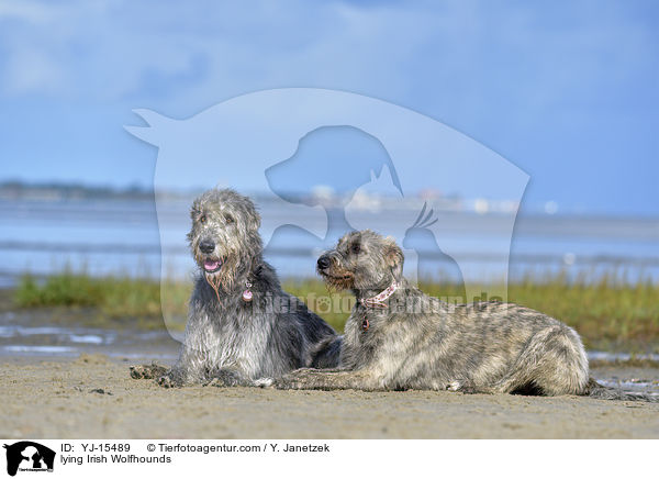 liegende Irische Wolfshunde / lying Irish Wolfhounds / YJ-15489