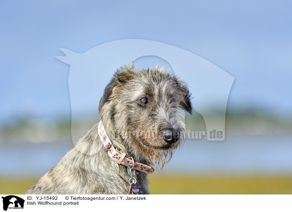 Irischer Wolfshund Portrait / Irish Wolfhound portrait / YJ-15492