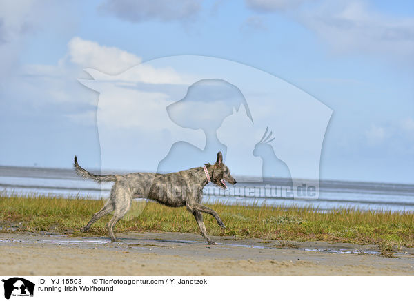 rennender Irischer Wolfshund / running Irish Wolfhound / YJ-15503