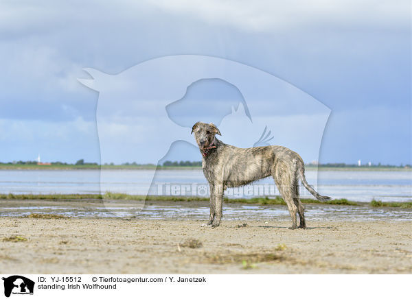stehender Irischer Wolfshund / standing Irish Wolfhound / YJ-15512