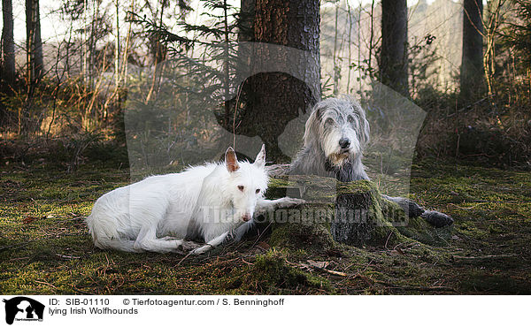 liegende Irische Wolfshunde / lying Irish Wolfhounds / SIB-01110