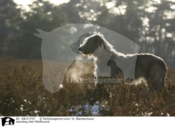 stehender Irischer Wolfshund / standing Irish Wolfhound / KB-01707