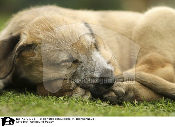 liegender Irischer Wolfshund Welpe / lying Irish Wolfhound Puppy / KB-01735