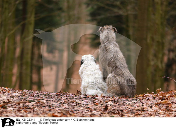 Irischer Wolfshund und Tibet-Terrier / sighthound and Tibetan Terrier / KB-02341