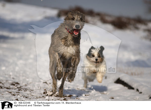 sighthound and Tibetan Terrier / KB-02346