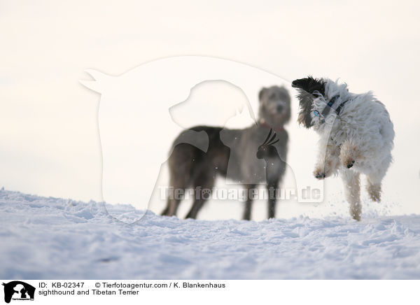 Irischer Wolfshund und Tibet-Terrier / sighthound and Tibetan Terrier / KB-02347