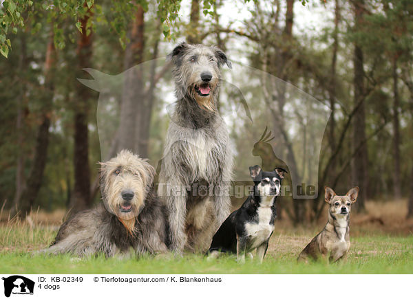 4 Hunde / 4 dogs / KB-02349
