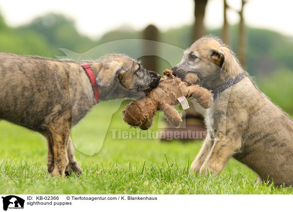 Irische Wolfshund Welpen / sighthound puppies / KB-02366