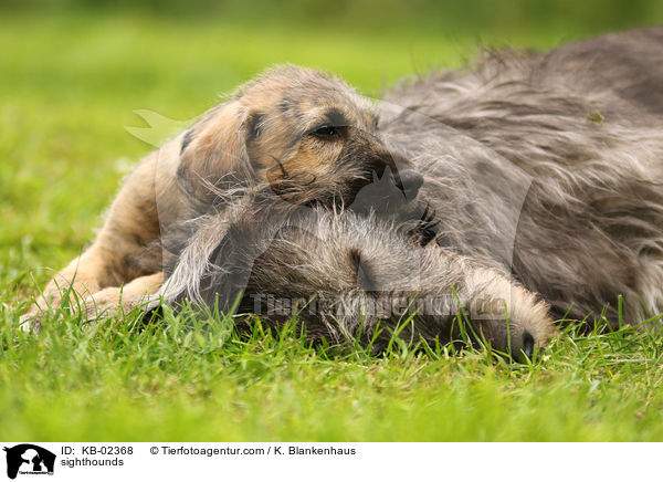 Irische Wolfshunde / sighthounds / KB-02368