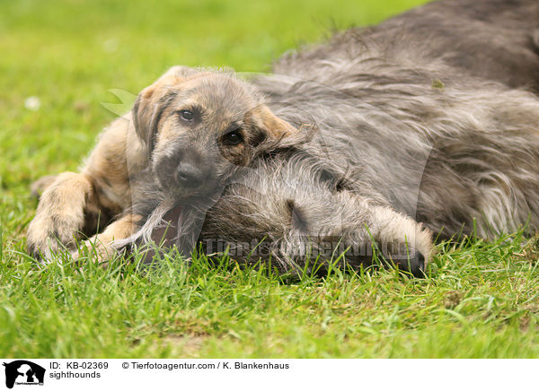 Irische Wolfshunde / sighthounds / KB-02369