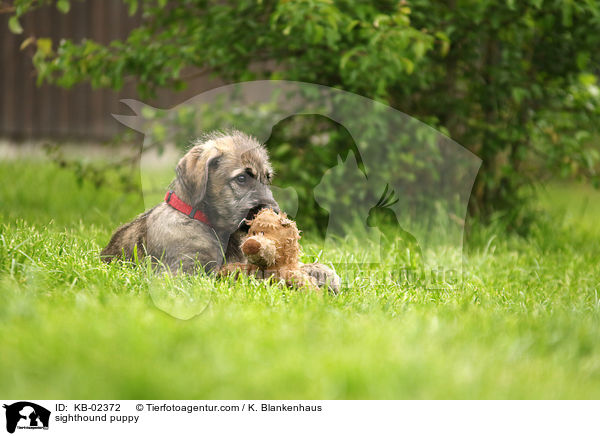 Irischer Wolfshund Welpe / sighthound puppy / KB-02372