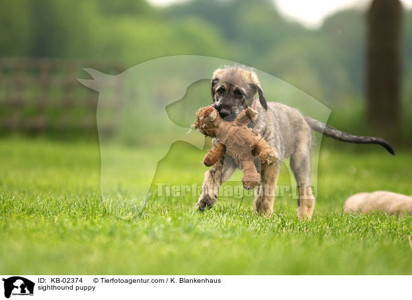 Irischer Wolfshund Welpe / sighthound puppy / KB-02374