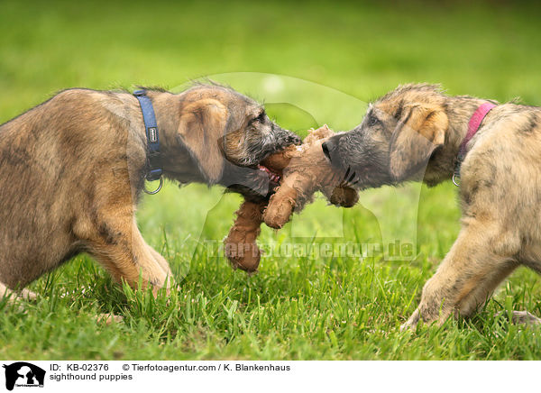 Irische Wolfshund Welpen / sighthound puppies / KB-02376