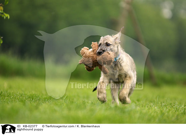 Irischer Wolfshund Welpe / sighthound puppy / KB-02377