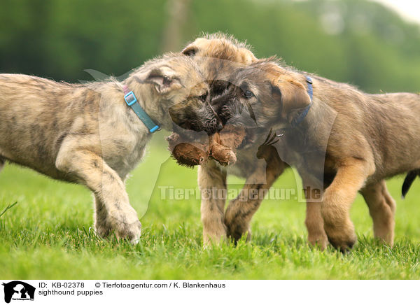 Irische Wolfshund Welpen / sighthound puppies / KB-02378