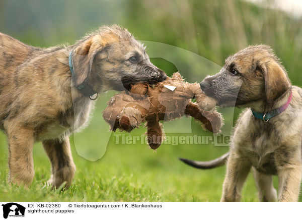 Irische Wolfshund Welpen / sighthound puppies / KB-02380