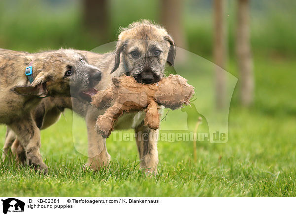 Irische Wolfshund Welpen / sighthound puppies / KB-02381