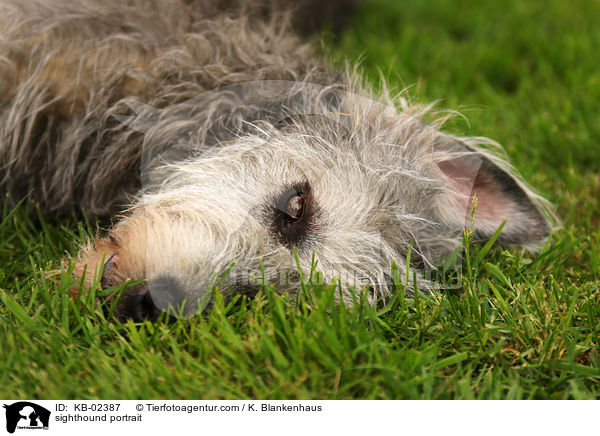 Irischer Wolfshund Portrait / sighthound portrait / KB-02387