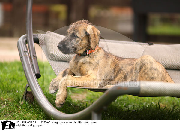 Irischer Wolfshund Welpe / sighthound puppy / KB-02391