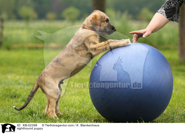 Irischer Wolfshund Welpe / sighthound puppy / KB-02398