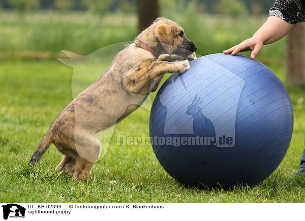 Irischer Wolfshund Welpe / sighthound puppy / KB-02399