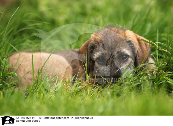 Irischer Wolfshund Welpe / sighthound puppy / KB-02414