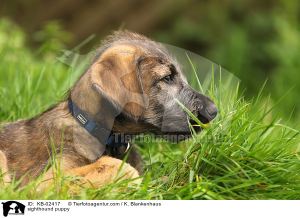 Irischer Wolfshund Welpe / sighthound puppy / KB-02417