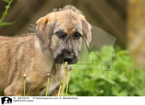 Irischer Wolfshund Welpe / sighthound puppy / KB-02419