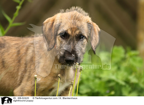 Irischer Wolfshund Welpe / sighthound puppy / KB-02420