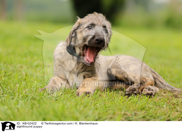 Irischer Wolfshund Welpe / sighthound puppy / KB-02422
