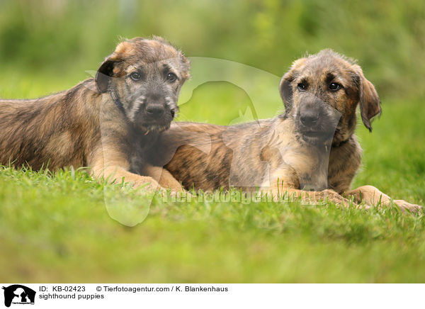 Irische Wolfshund Welpen / sighthound puppies / KB-02423