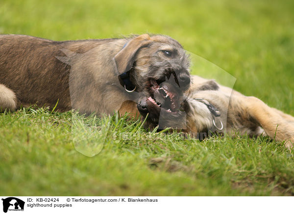 Irische Wolfshund Welpen / sighthound puppies / KB-02424