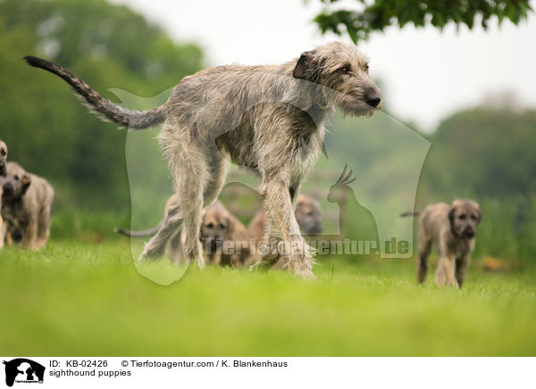 Irische Wolfshund Welpen / sighthound puppies / KB-02426