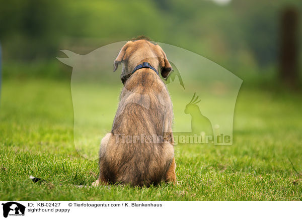 Irischer Wolfshund Welpe / sighthound puppy / KB-02427